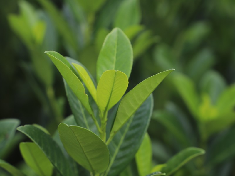 Babérmeggy, holland nemesítés