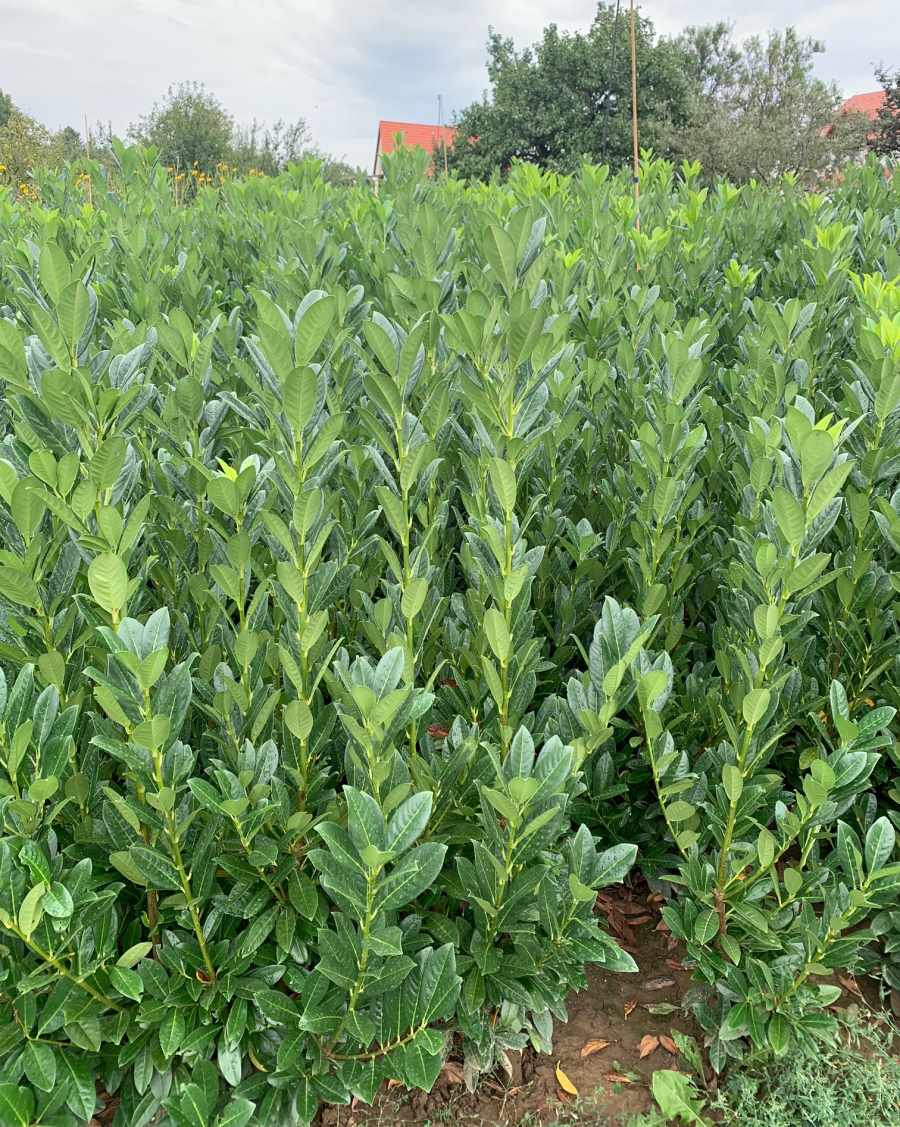 Babérmeggy, holland nemesítés