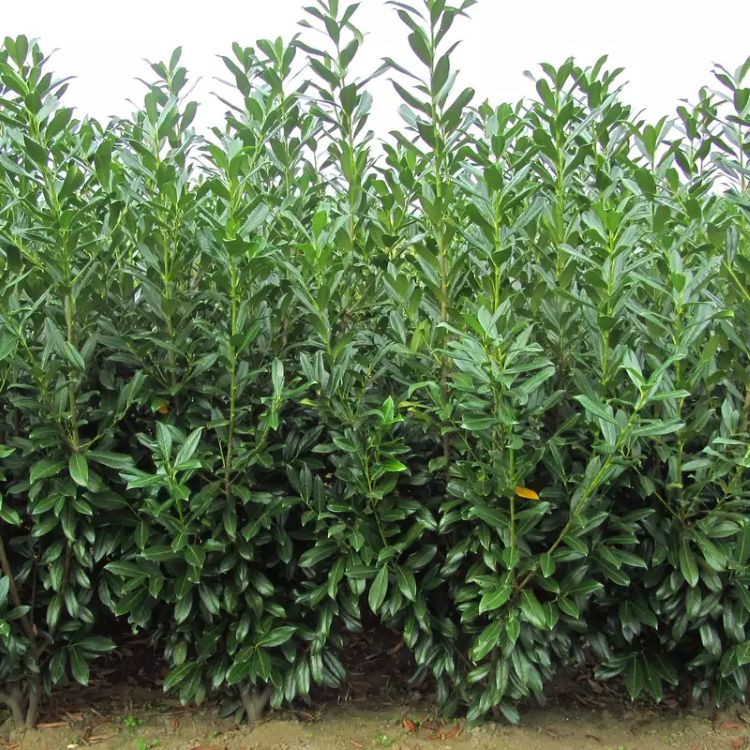 Kaukazika babérmeggy