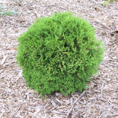 egyedileg ültethető növények