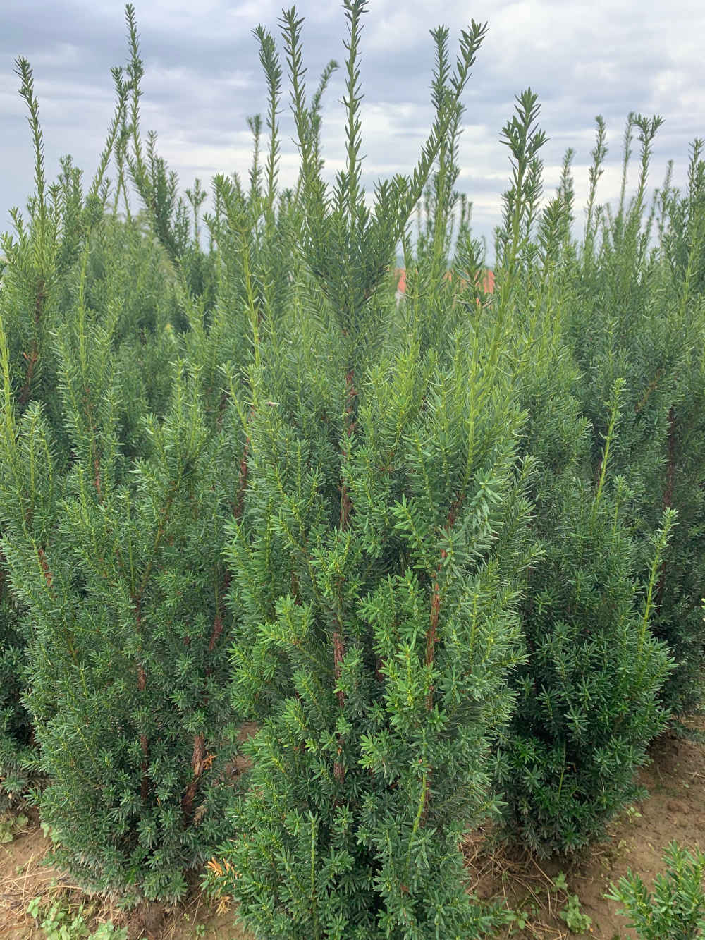 Oszlopos tiszafa, Hilii