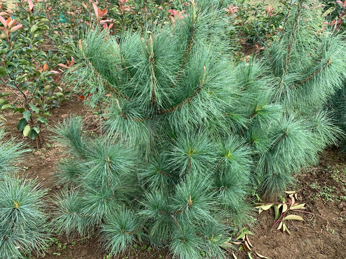 Himalájai Selyemfenyő