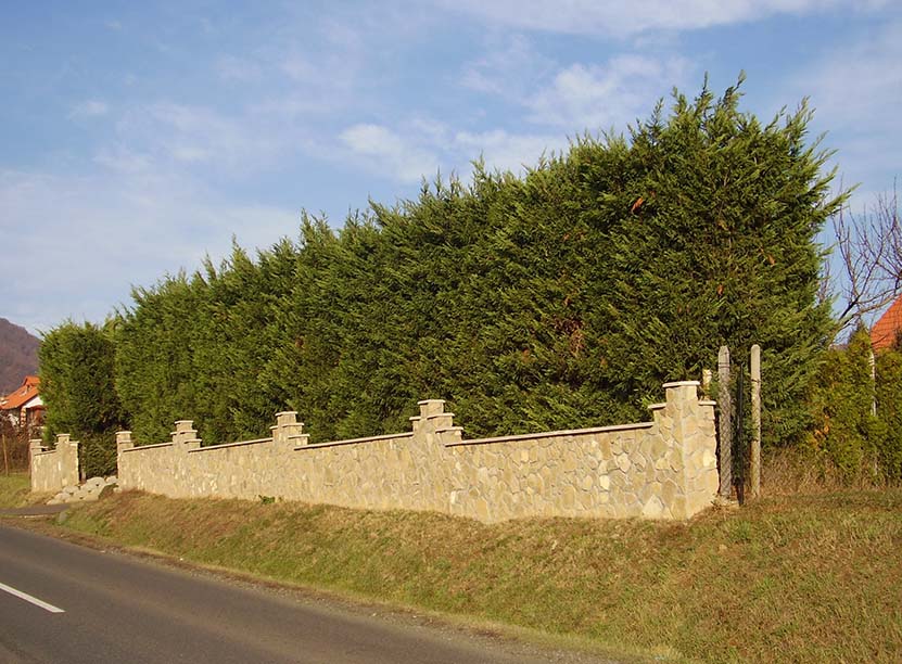 Leylandi (Leighton Green) ciprus