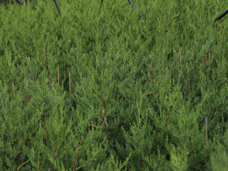 Leylandi (Leighton Green) ciprus