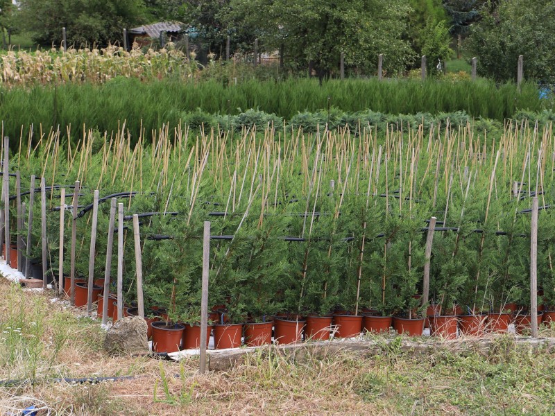 Leylandi (Leighton Green) ciprus