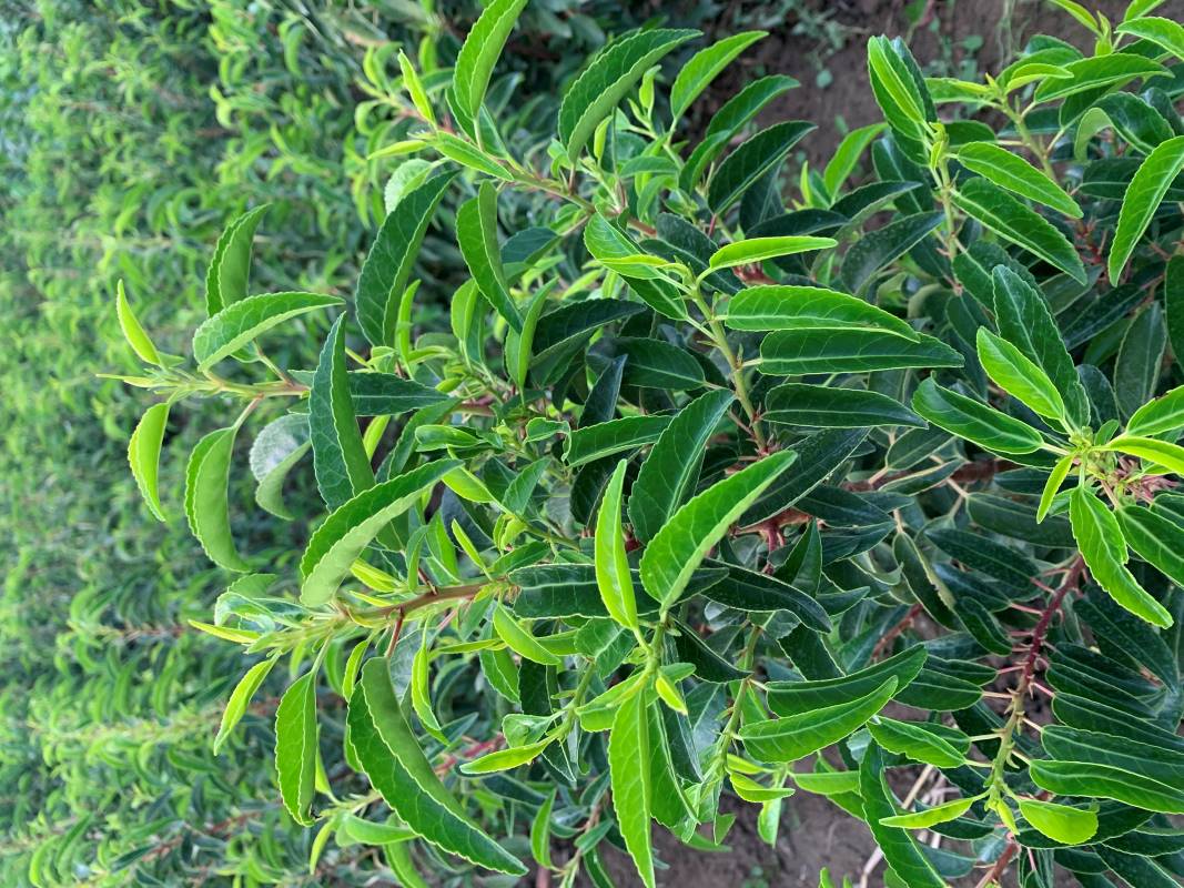 Lusitanica babérmeggy (Ibériai babér)