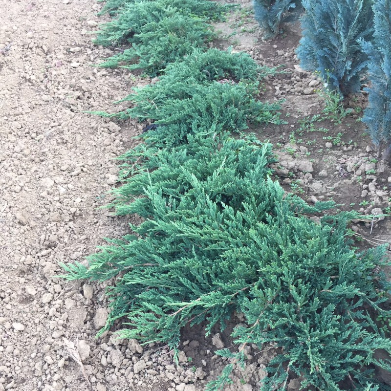 Prince of Wales kúszó boróka