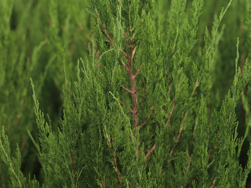 Spartan sövény, Mediterrán boróka