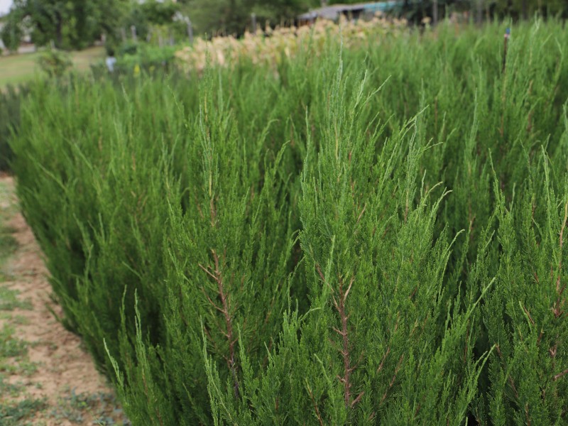 Spartan sövény, Mediterrán boróka