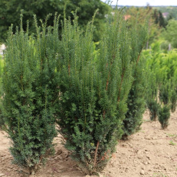 extra szárazságtűrő növények